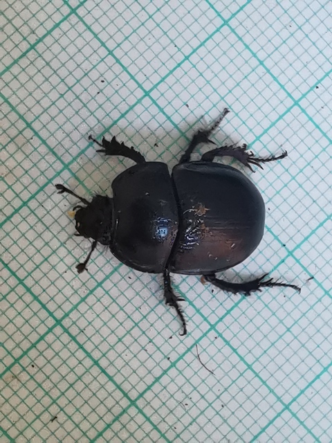 Anoplotrupes stercorosus - erdei álganéjtúró