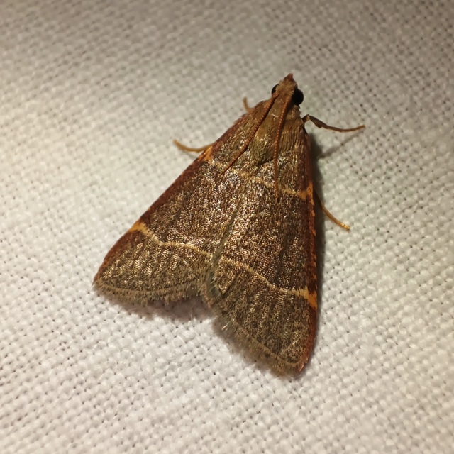 Hypsopygia glaucinalis - rezes fényilonca
