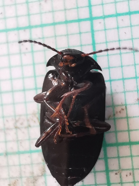 Prionychus melanarius - komor alkonybogár