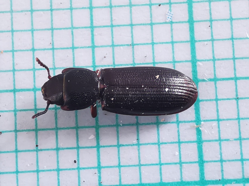 Tenebroides mauritanicus - lisztmentő korongbogár