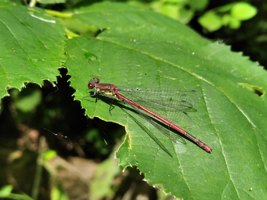 Pyrrhosoma nymphula interposita - vörös légivadász