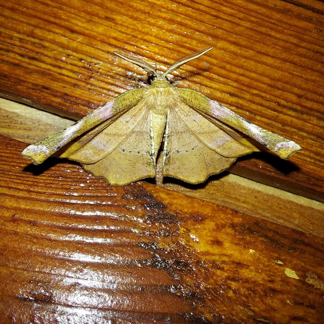 Apeira syringaria - orgona-araszoló