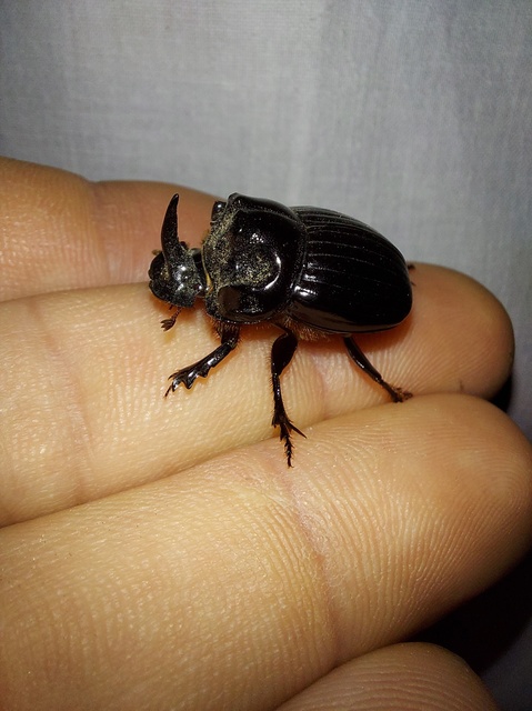 Copris lunaris - közönséges holdszarvú-ganéjtúró