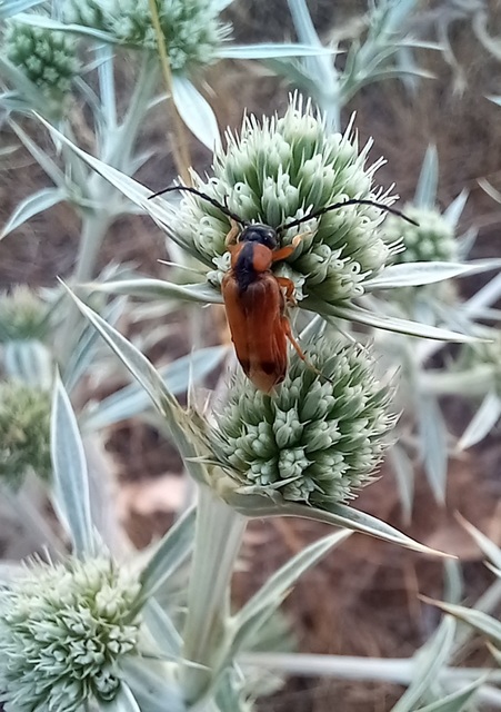 Stenoria apicalis - keskenyfedős élősdibogár