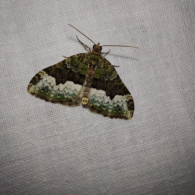 Euphyia biangulata - szegletes tarkaaraszoló
