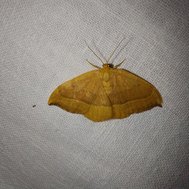 Watsonalla cultraria - bükkfa-sarlósszövő