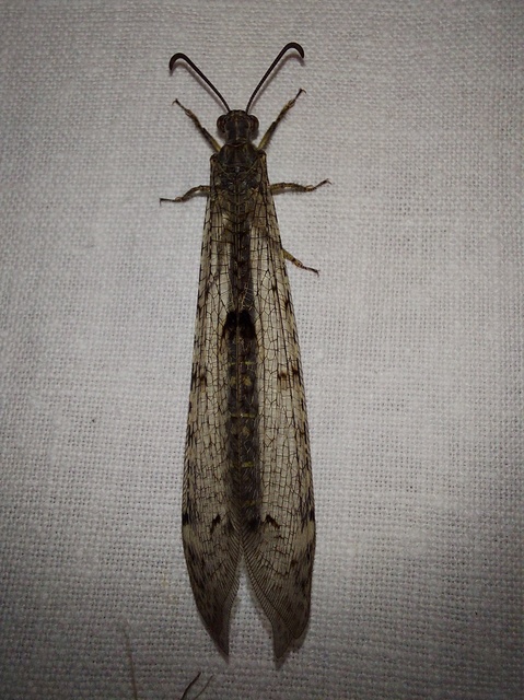 Distoleon tetragrammicus - négyfoltos hangyaleső