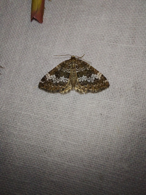 Perizoma alchemillata - árvacsalán-araszoló