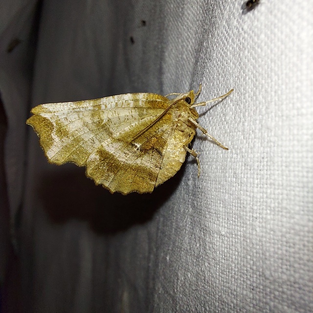 Selenia dentaria - kétfoltos holdasaraszoló