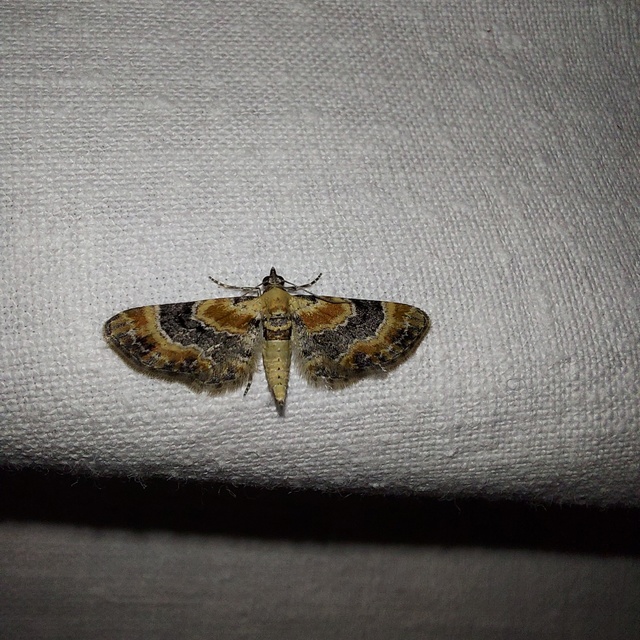 Eupithecia linariata - vonalas törpearaszoló