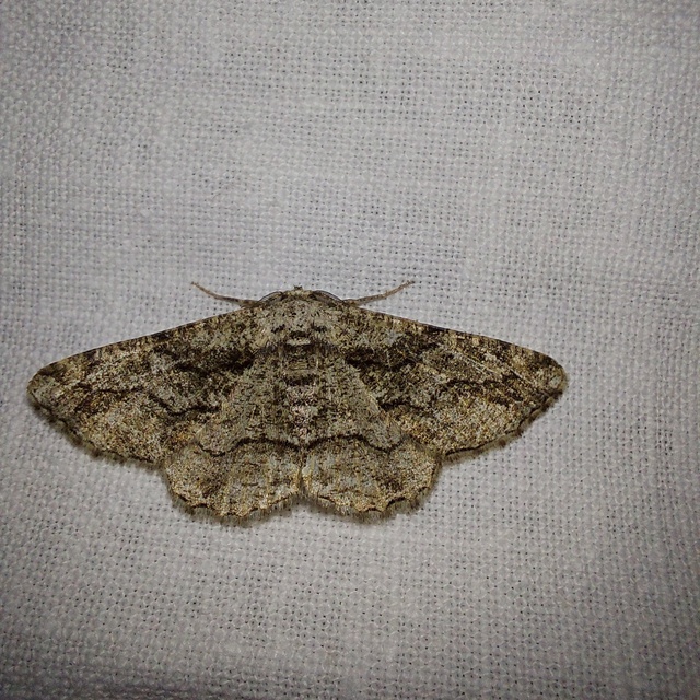 Synopsia sociaria - ürömaraszoló