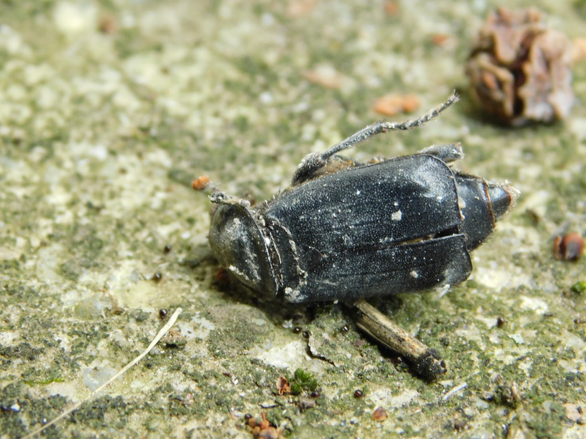 Nicrophorus humator - fekete temetőbogár