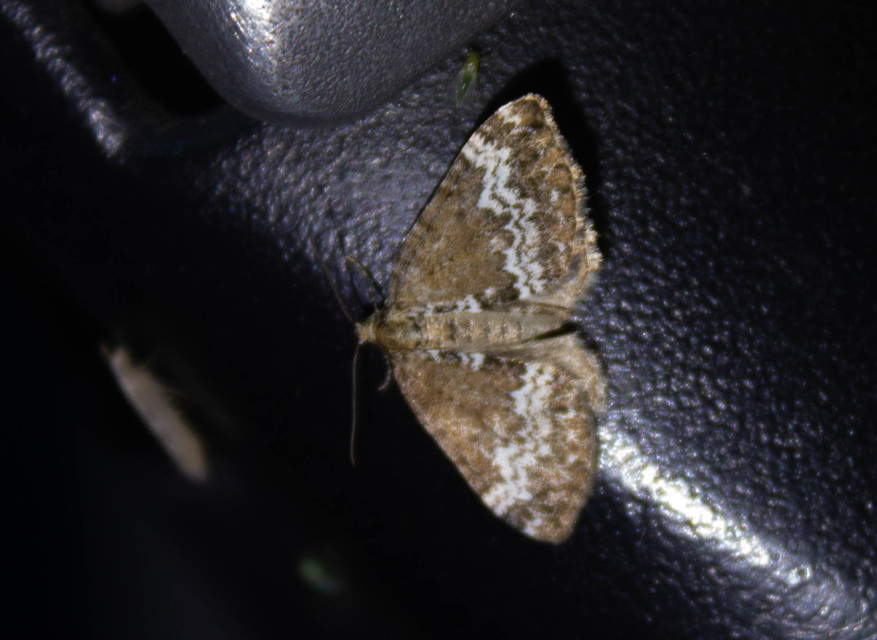 Perizoma alchemillata - árvacsalán-araszoló