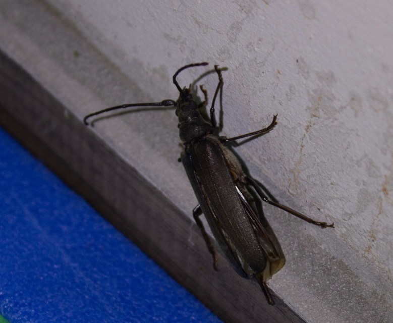 Aegosoma scabricorne - diófacincér