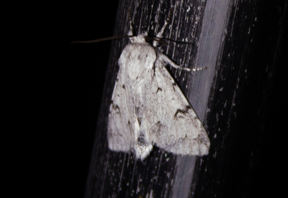 Acronicta leporina - fehér szigonyosbagoly
