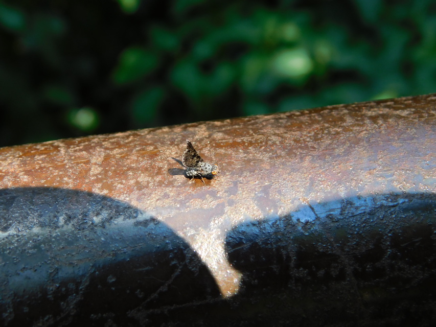 Callopistromyia annulipes - pávalégy