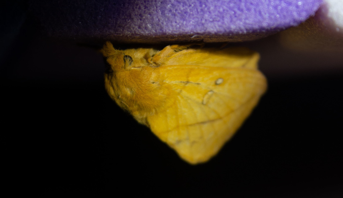 Euthrix potatoria - szomjas pohók
