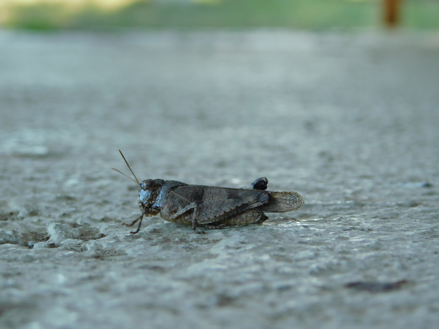 Oedipoda caerulescens - kékszárnyú sáska