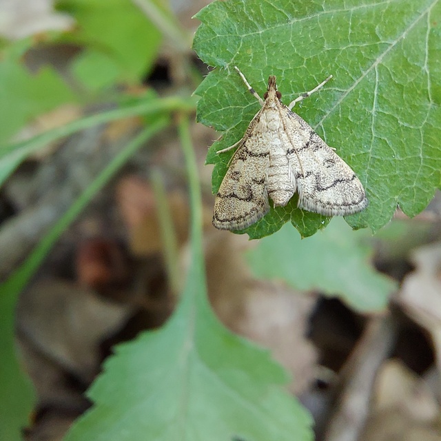 Metasia ophialis - kígyósávos tűzmoly
