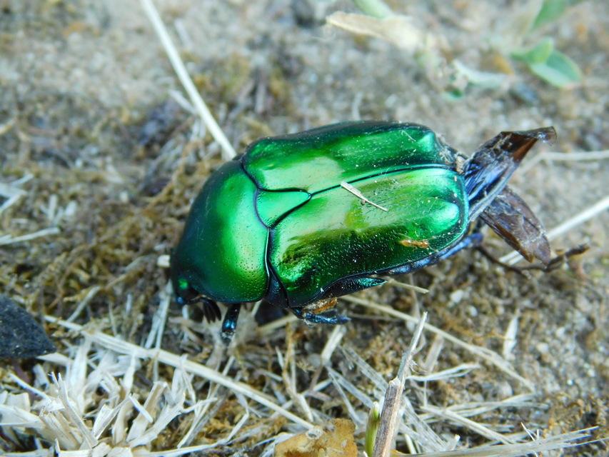 Protaetia affinis - smaragdzöld virágbogár