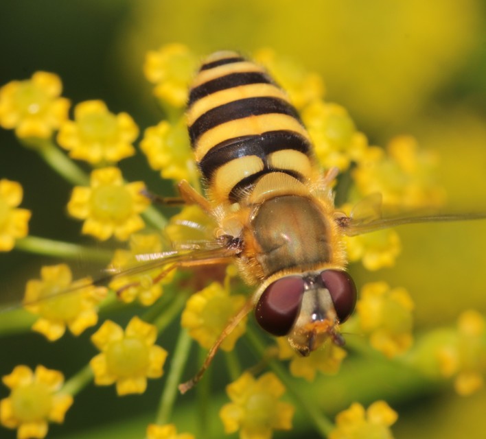 Syrphus