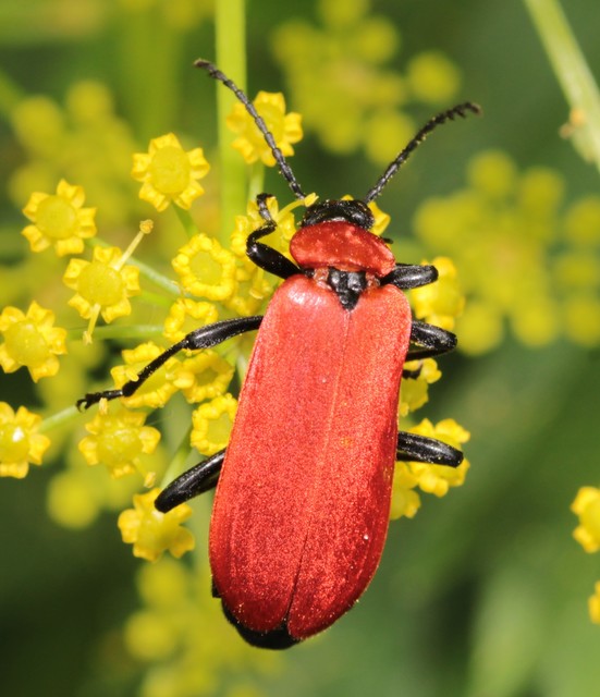 Pyrochroa coccinea - nagy bíborbogár