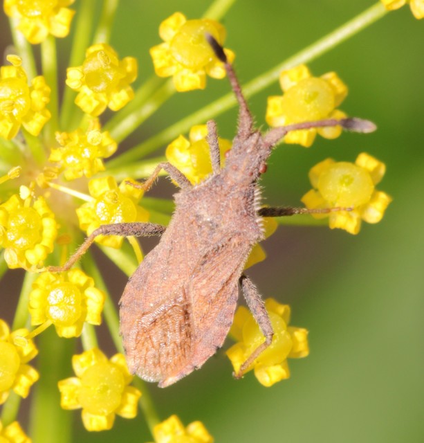 Coriomeris