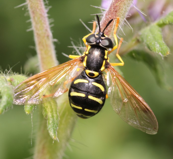 Chrysotoxum