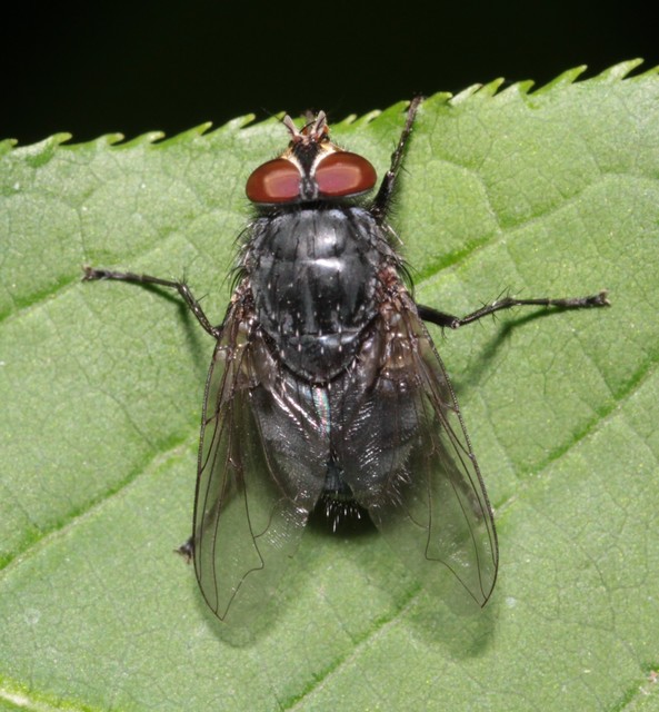 Calliphora vicina - kék dongólégy