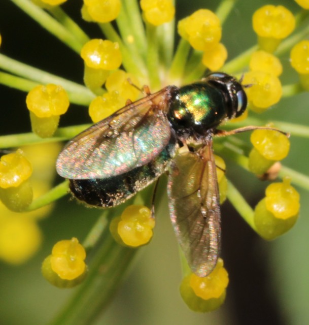 Chloromyia formosa - közönséges fémeslégy