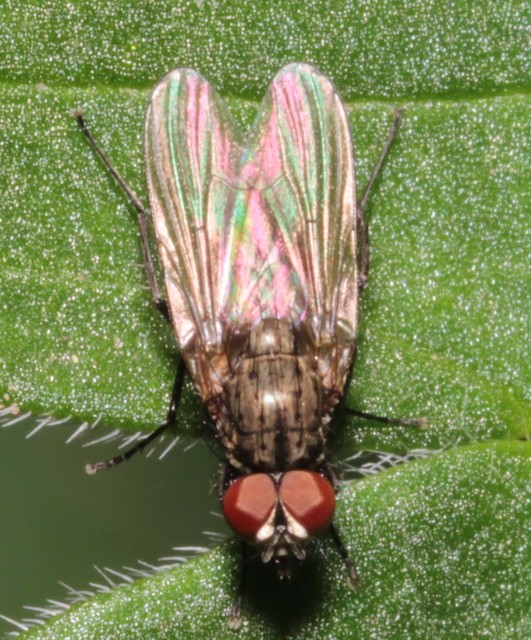 Anthomyiidae - viráglegyek