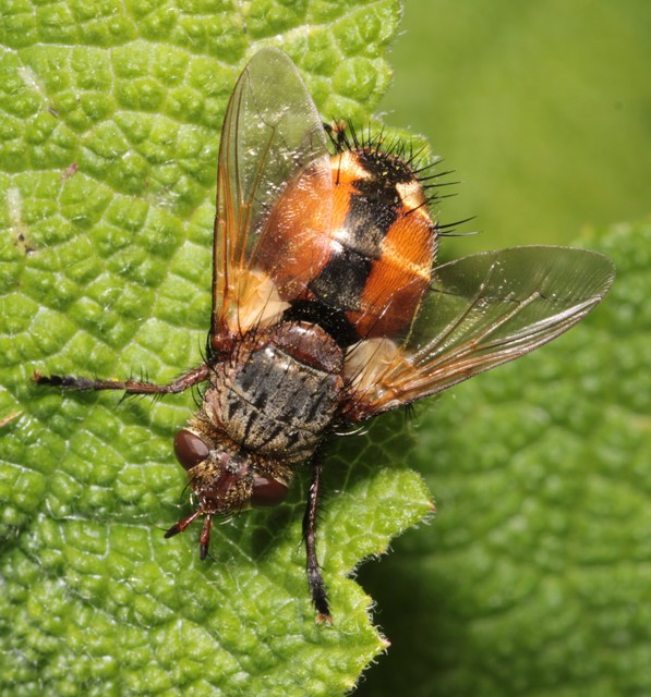 Tachina fera - közönséges fürkészlégy
