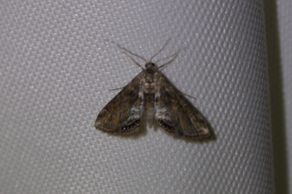 Cataclysta lemnata - békalencsemoly