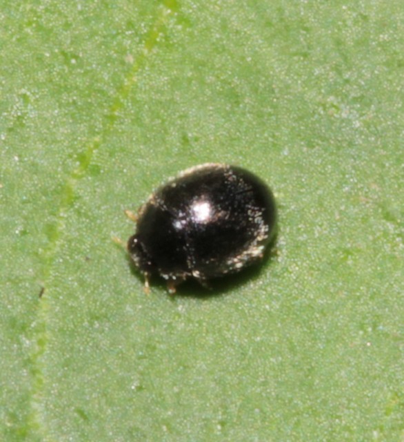 Stethorus pusillus - atkász bödice