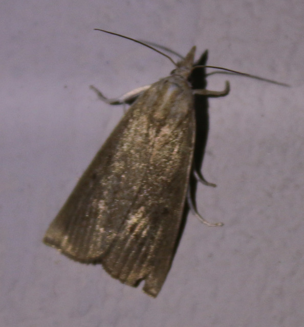 Calamotropha paludella - barna nádlevélmoly