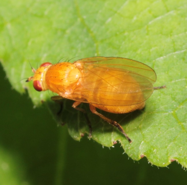 Lauxaniidae - pudvalegyek