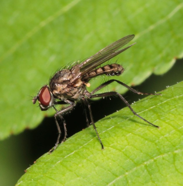 Anthomyiidae - viráglegyek