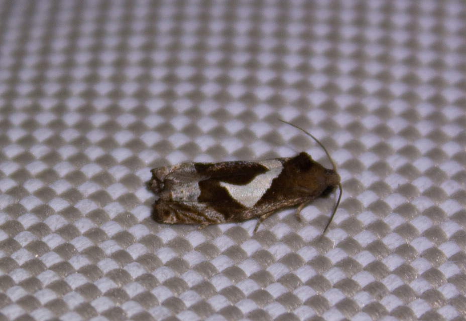 Epiblema foenella - kampósfoltú tükrösmoly