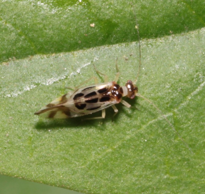Graphopsocus cruciatus
