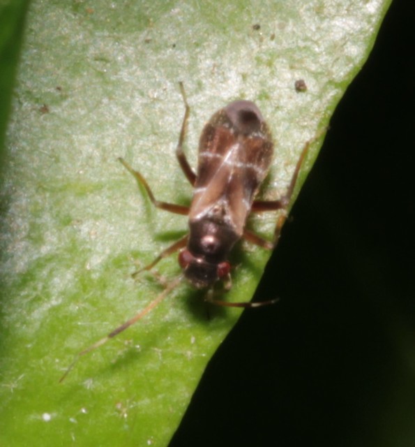 Pilophorus Pilophorus
