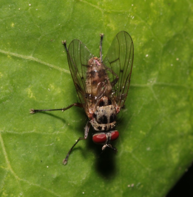 Helina sexmaculata