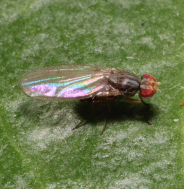 Scaptomyza pallida