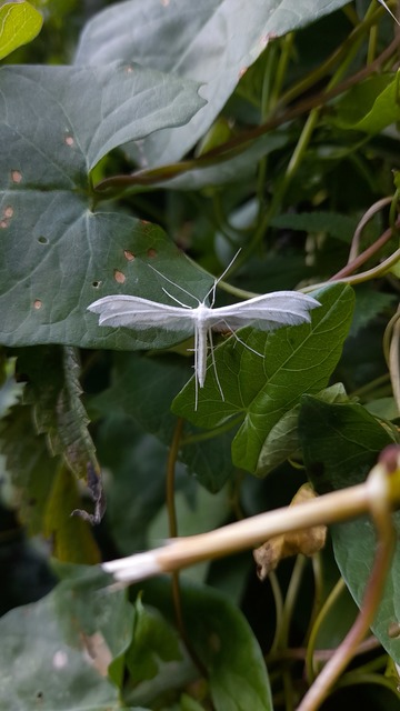 Pterophorus pentadactyla - fehér tollasmoly