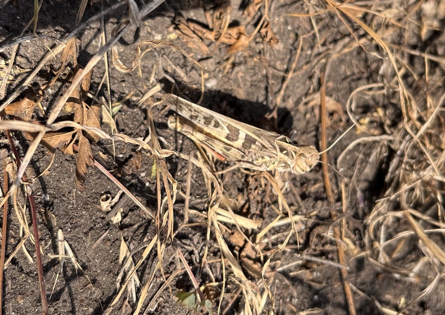 Oedaleus decorus - szalagos sáska