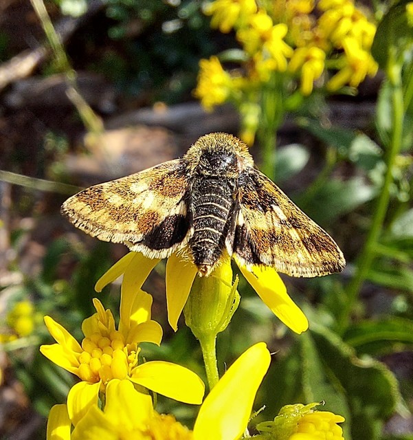 Schinia cardui - keserűgyökér-nappalibagoly