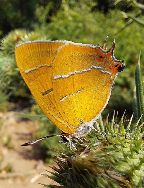 Thecla betulae - nyírfalepke
