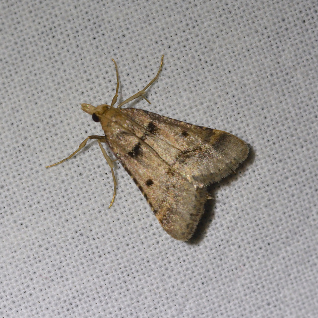 Stemmatophora brunnealis - barna fényilonca