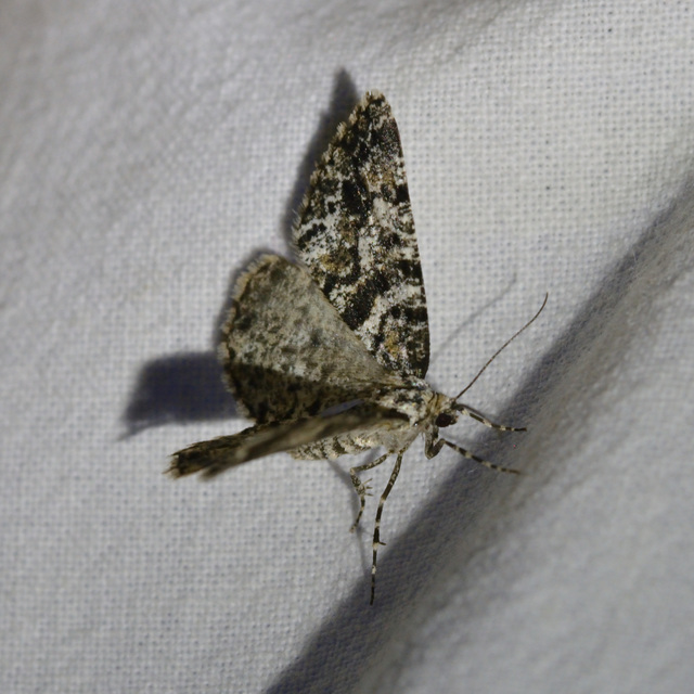 Fagivorina arenaria - bükkfaaraszoló