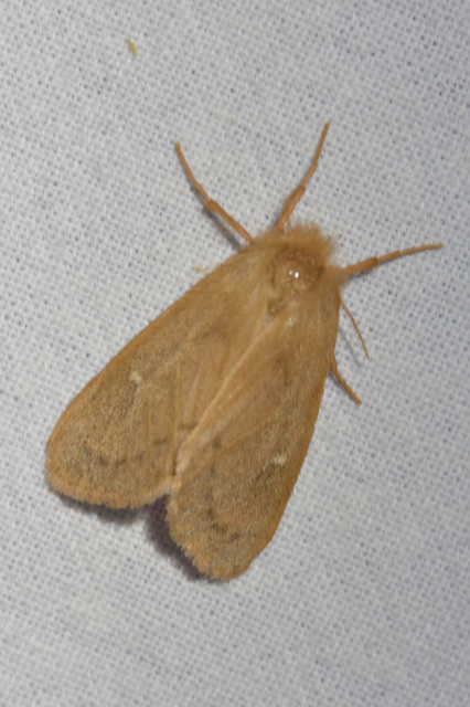 Ocneria rubea - rőt gyapjaslepke