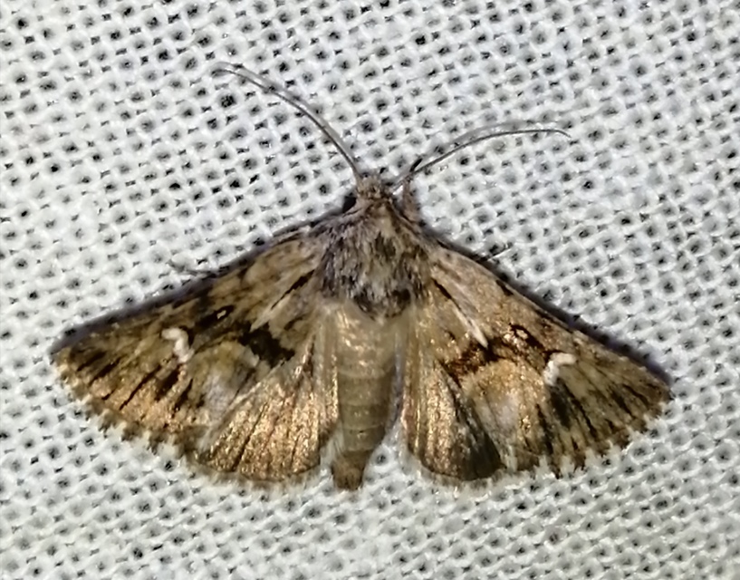 Calophasia lunula - gyújtoványfű-apróbagoly